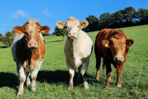 Three Cows Grazing in a Sunny Meadow