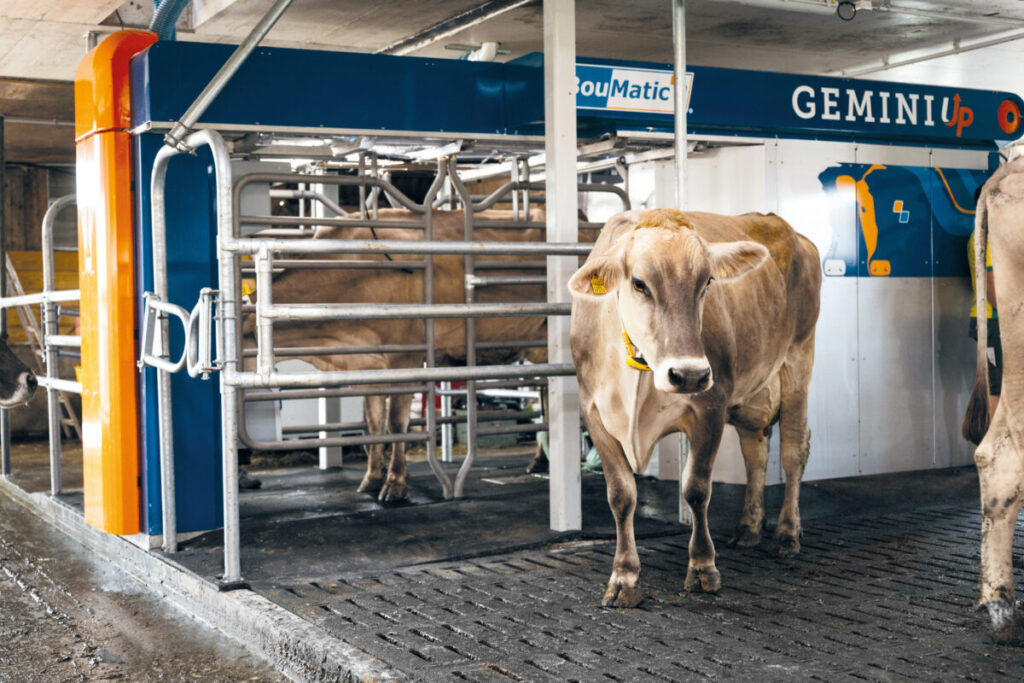 Gemini_up_cow3