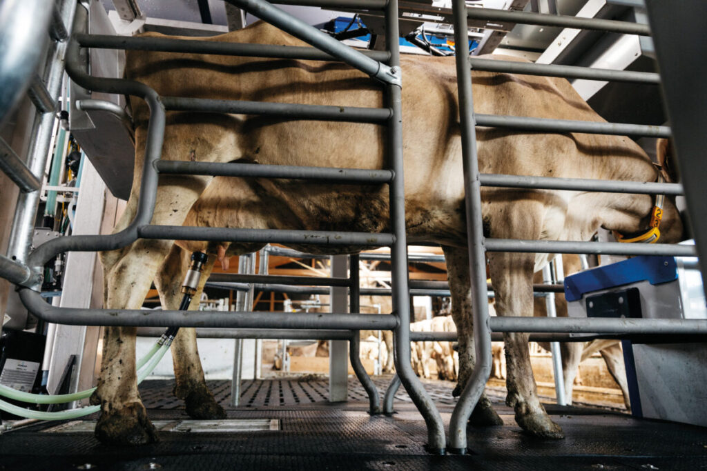 Gemini_up_cow_inside
