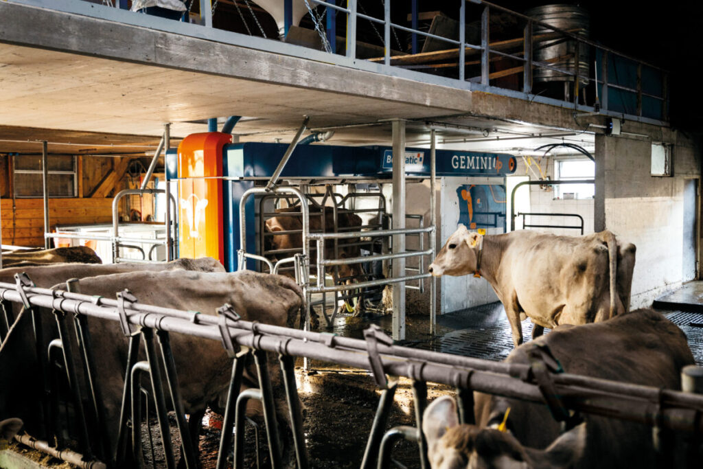 Gemini_up_cows_2