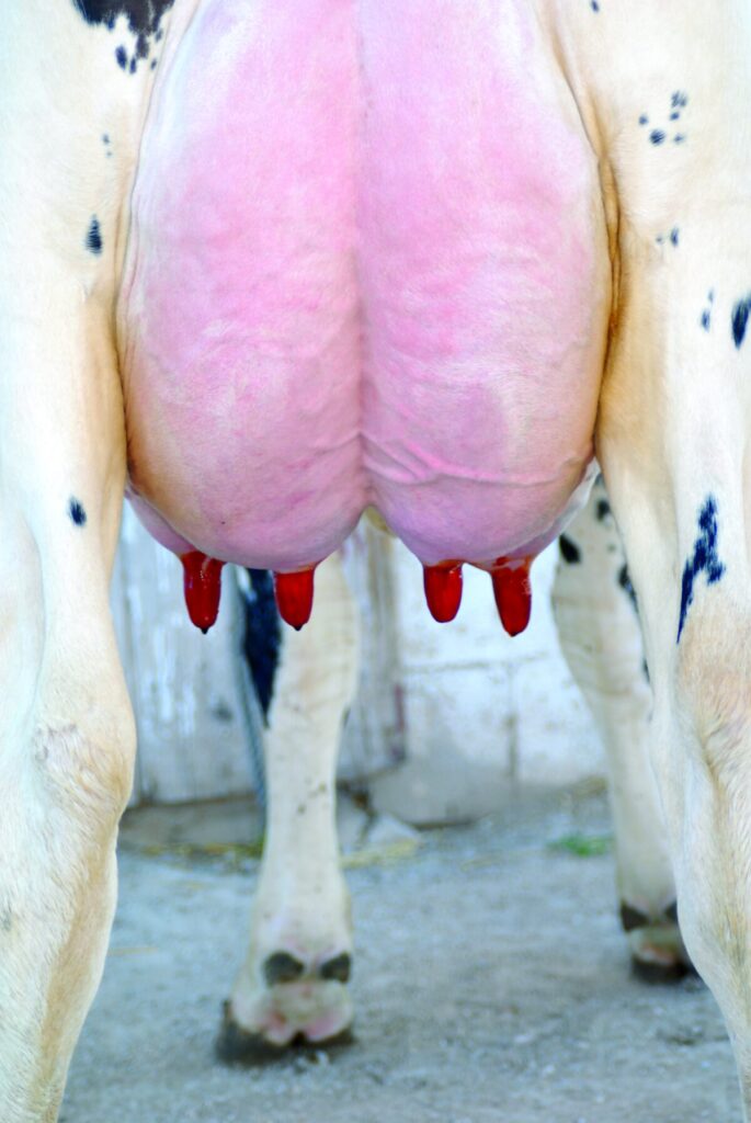 Bovi-Sure-Cow-Teat_4c_L