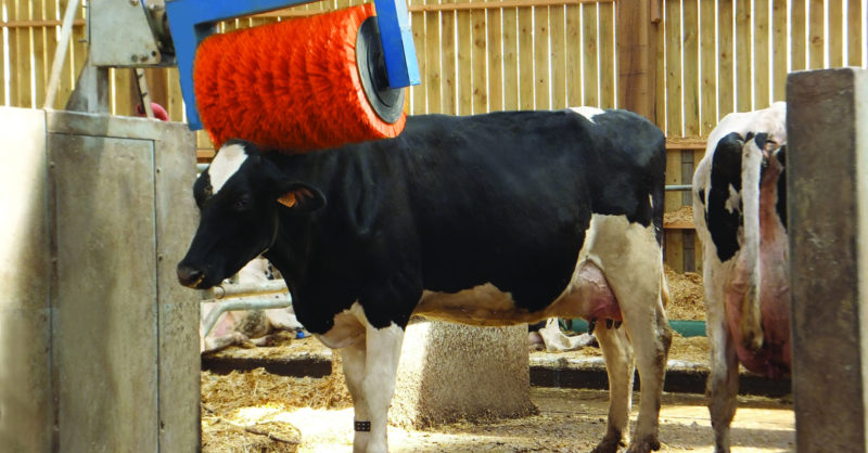 CowBrush_02